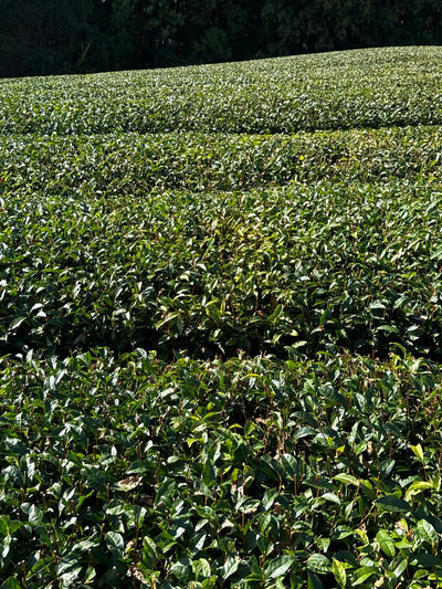 Update on Restock System Starting December 1st, 2025